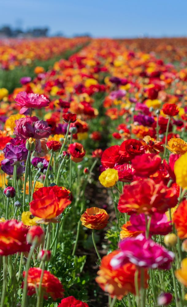 Close view of Carlsbad Flower Fields' vibrant flowers