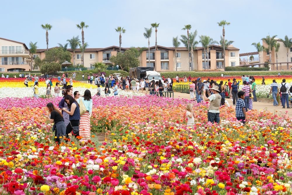 People at Carlsbad Flower Fields