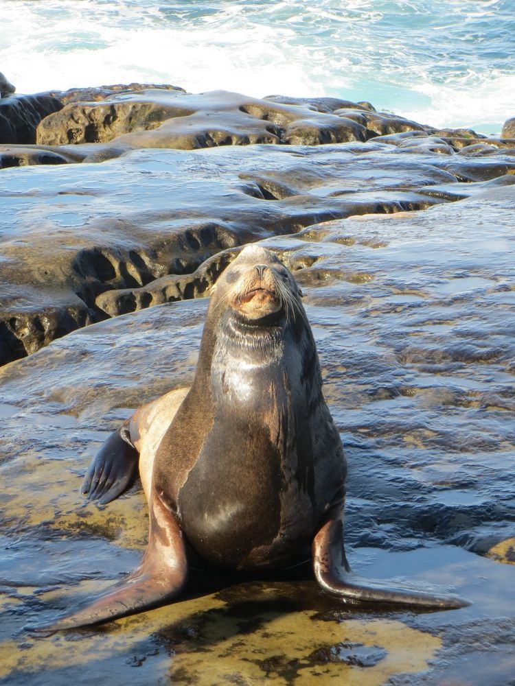 A sea lion at La Jolla Coast