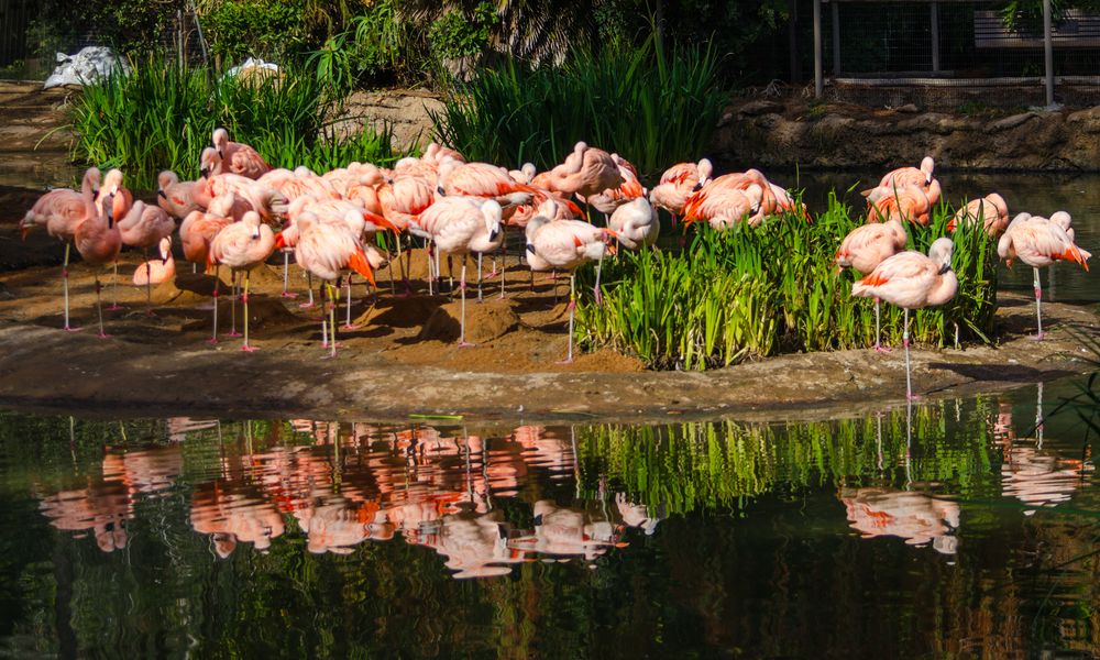 Flamingos at San Diego Zoo