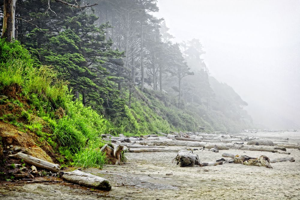 Heavy fog at Arcadia Beach Recreation Site