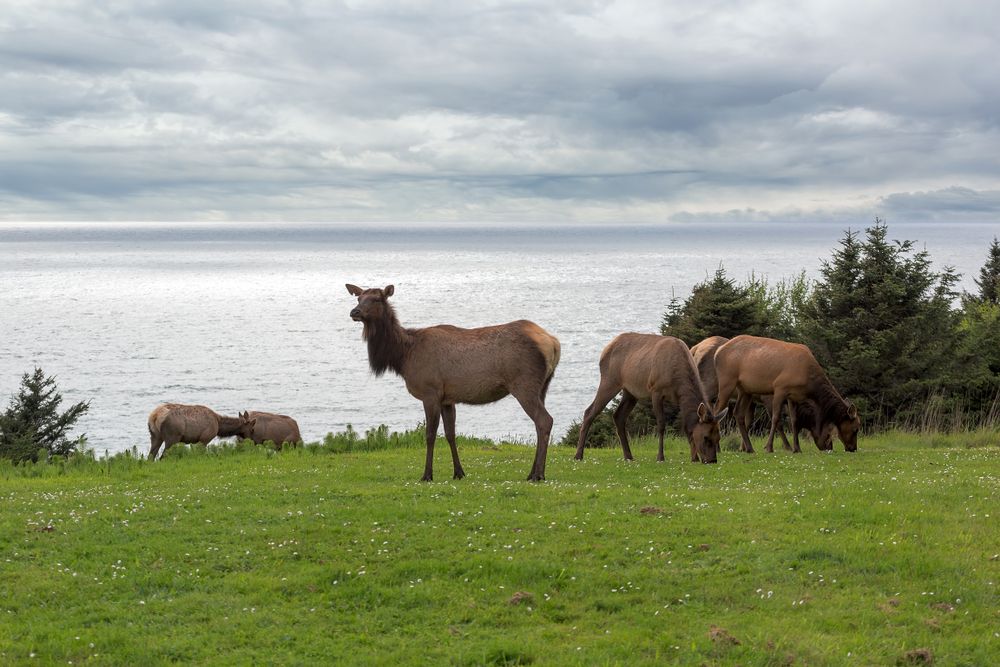 Elk on green pastures of Ecola State Park