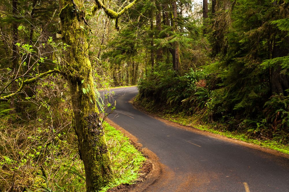 Trees framing Ecola State Park's road