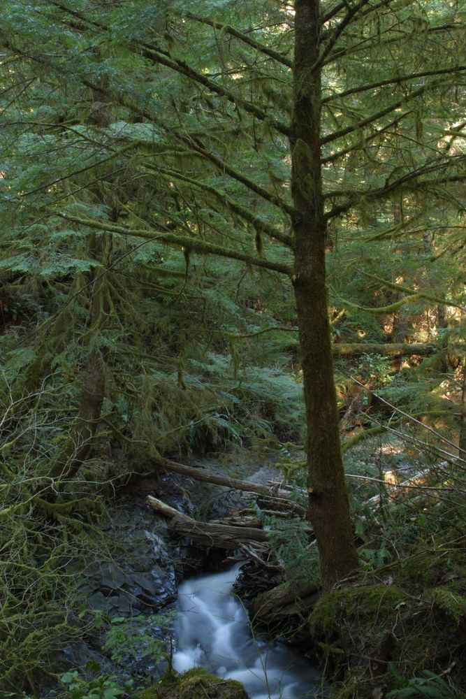 Rushing water under a tree at Oswald West State Park