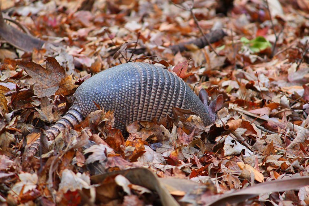 An armadillo at Highlands Hammock State Park