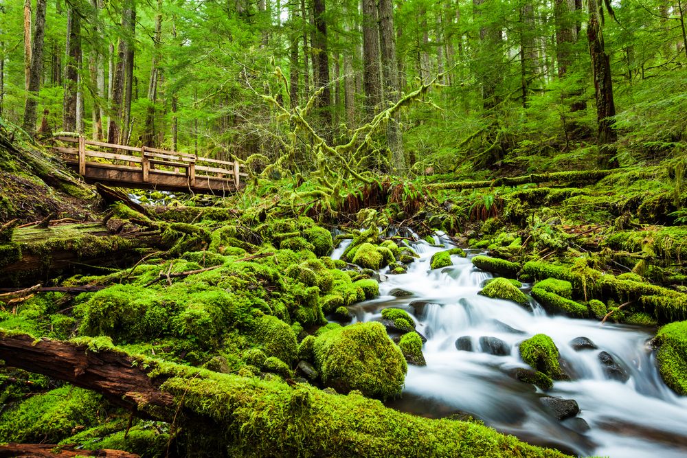 Waterfall in Sol Duc