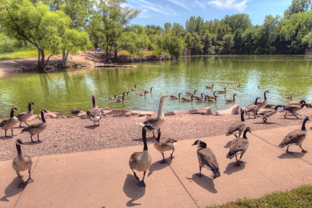 Geese at Arrowhead Park