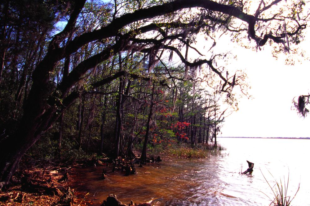 Spanish moss hanging from a tree at Blakeley State Park