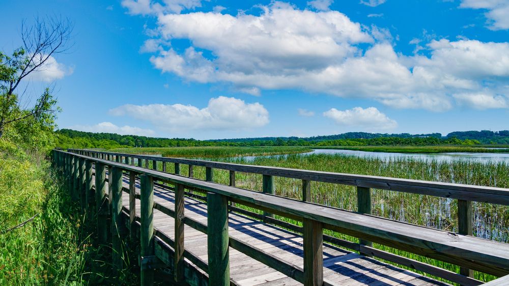 A boardwalk at Meaher State Park