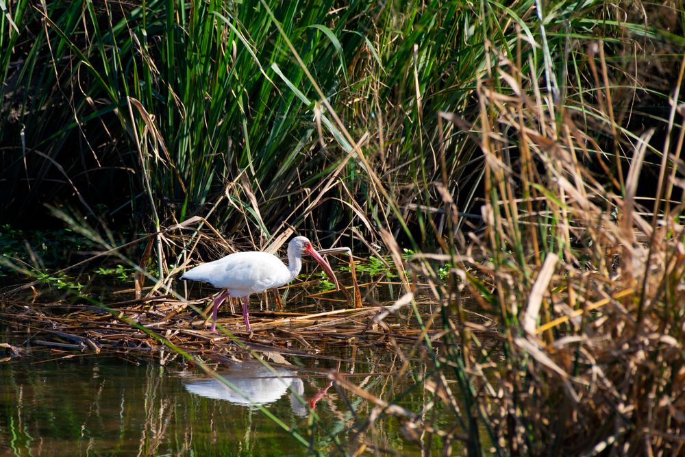 An egret on Meaher State Park's wetland
