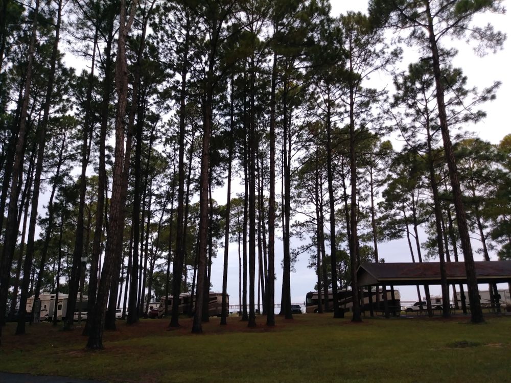 Tall trees on the grounds of Meaher State Park