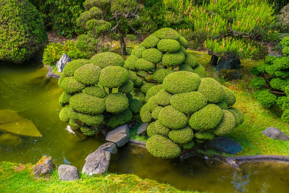 Unique flora at the Japanese Tea Garden