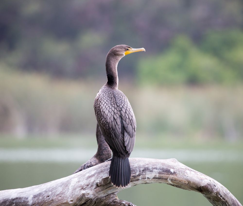 A bird at Lake Merced Park