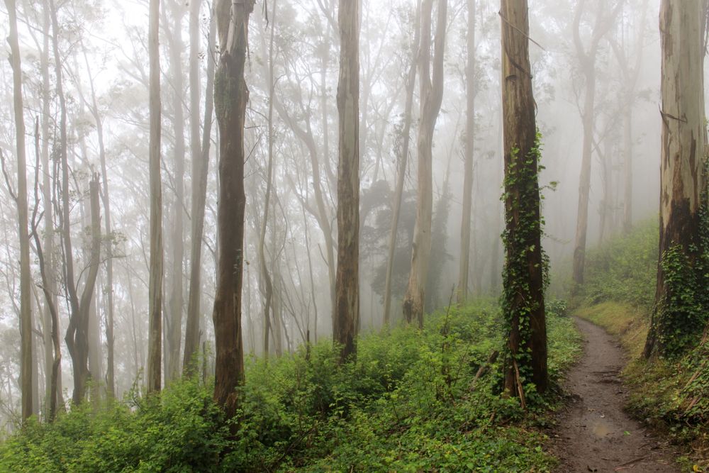 Fog covering Mount Sutro's trail