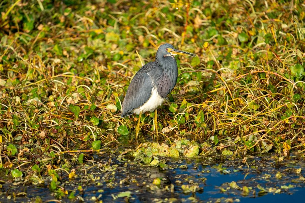 A wild bird at Celery Fields