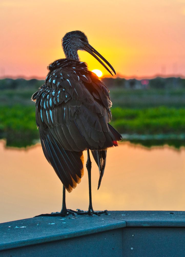 Sunset behind a bird at Celery Fields