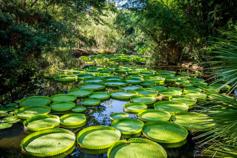 Large victoria lily pads on Kanapaha Botanical Gardens' water