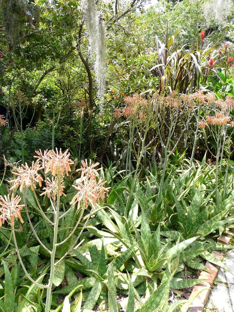 Beautiful plants in Kanapaha Botanical Gardens