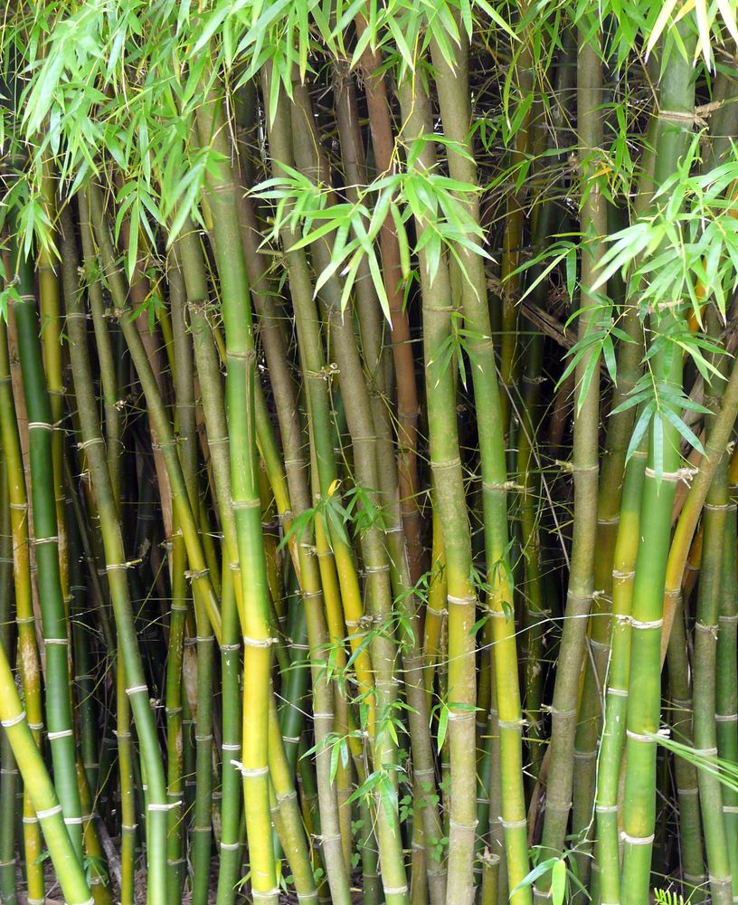 Close view of Kanapaha Botanical Gardens bamboo