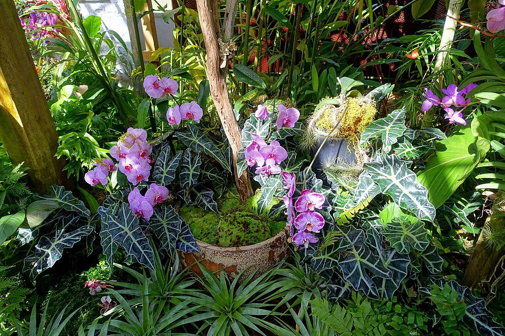 Flora at Marie Selby Botanical Gardens