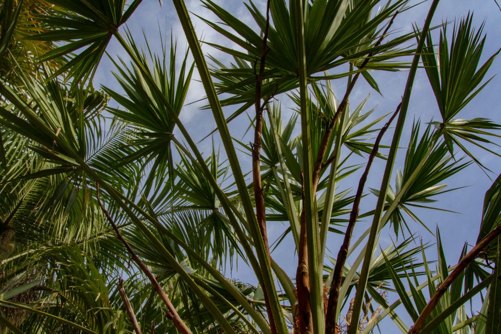 Palmetto trees at Mike Roess Gold Head Branch State Park