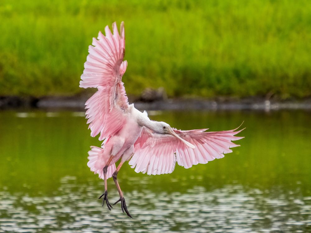 Roseate spoonbill at Myakka River State Park
