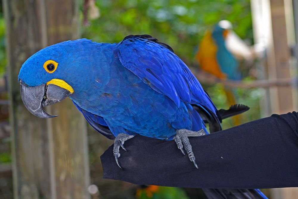 A macaw at Sarasota Jungle Gardens