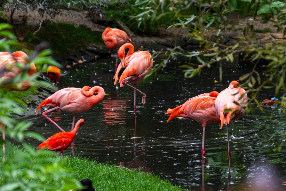 Flamingos at Sarasota Jungle Gardens