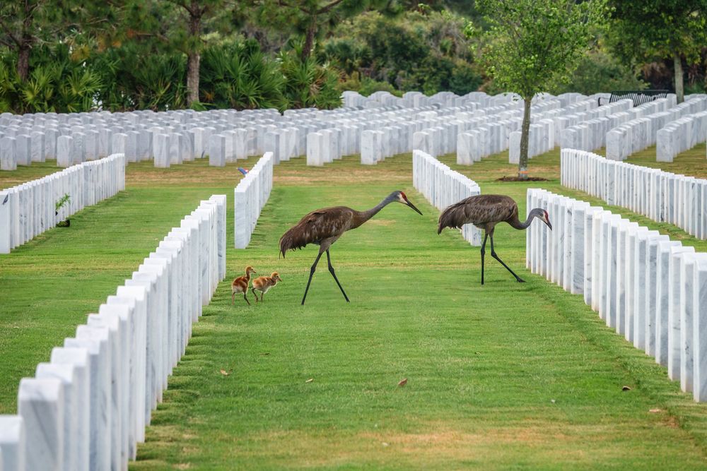 Birds at Sarasota National Cemetery