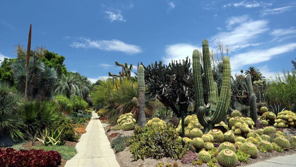 Trail lined with flora at Los Angeles County Arboretum and Botanic Garden