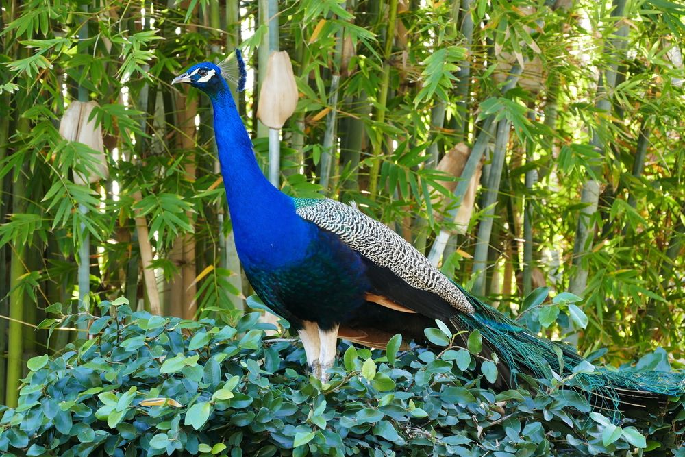 A peacock at Los Angeles County Arboretum and Botanic Garden