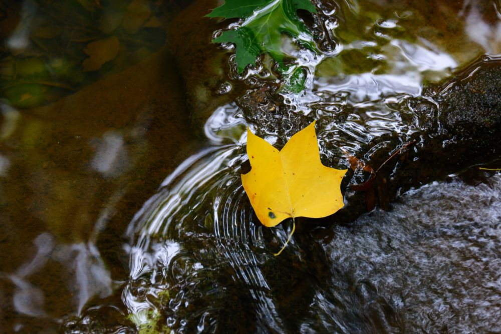 Leaf on a small creek at Panola Mountain State Park