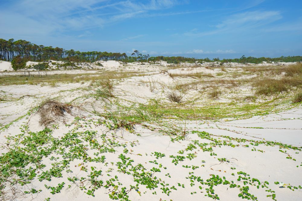 Daytime view of Dr. Julian G. Bruce St. George Island State Park