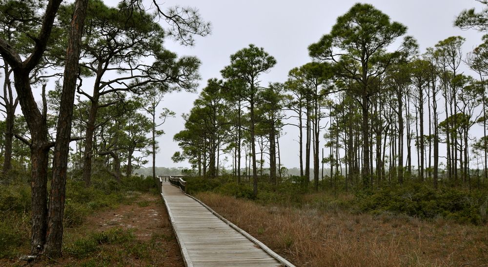 Pine tree forest along St. George Island Trails