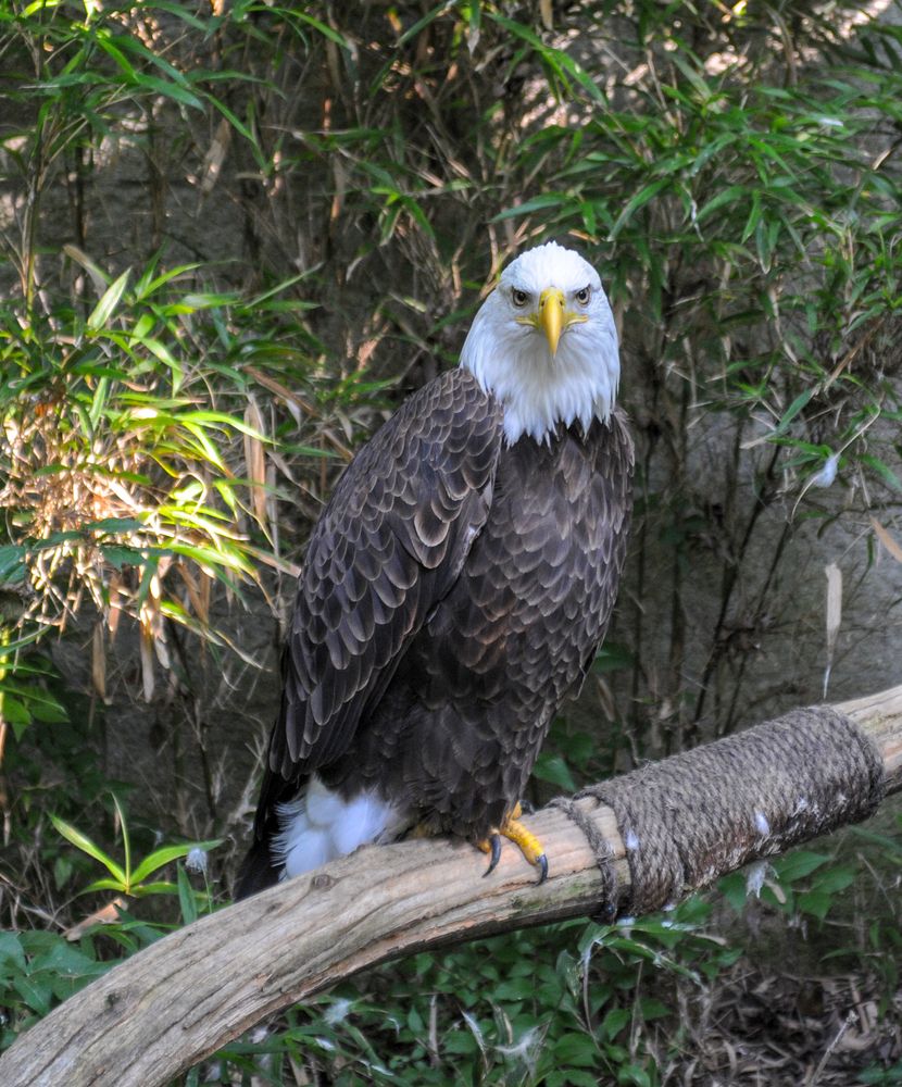 An eagle on a branch at Salato Wildlife Center.
