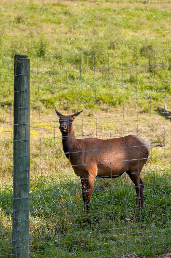 An animal behind a fence at Salato Wildlife Center.
