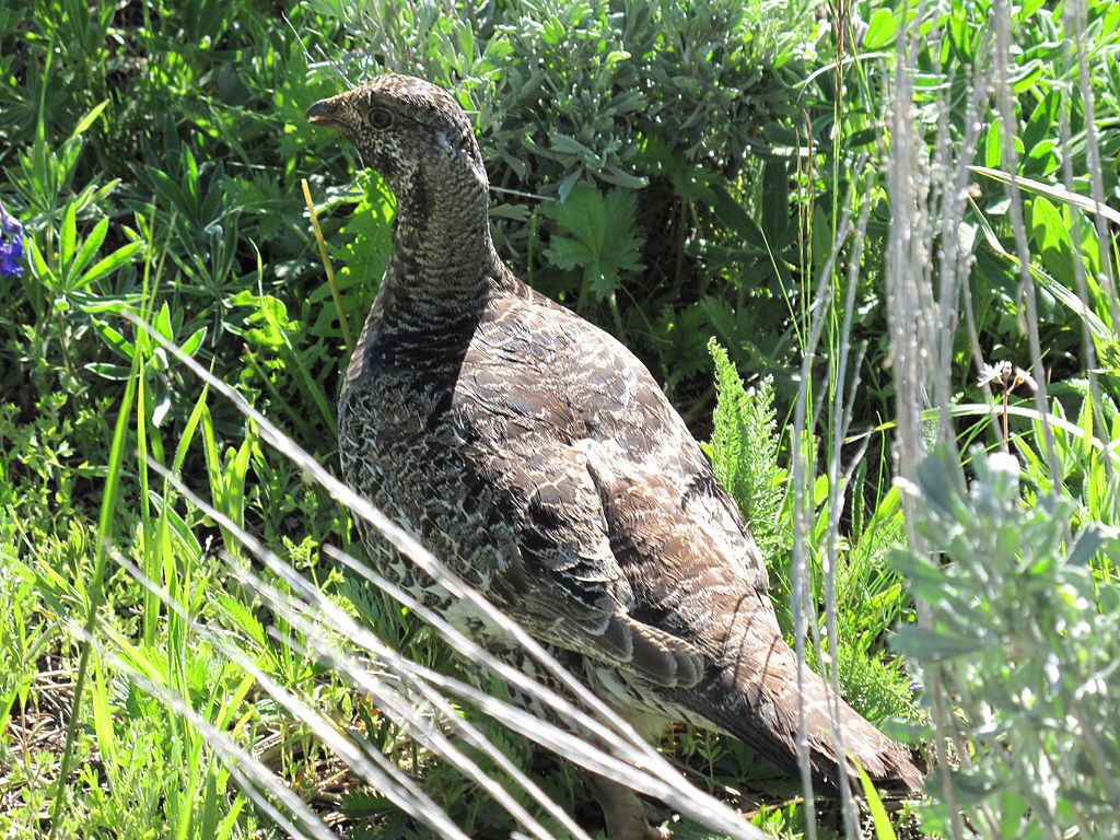 A bird at Big Horn National Forest