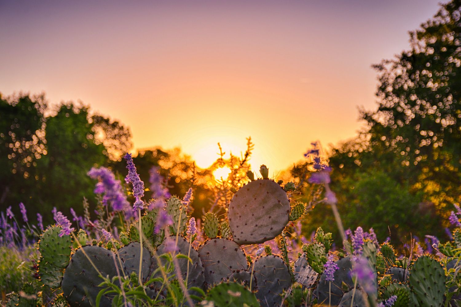 21 Best Things to Do in Sherman, TX Travel Lens