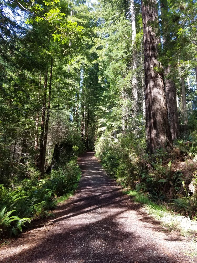 15 Best Things to Do in Arcata, CA Travel Lens