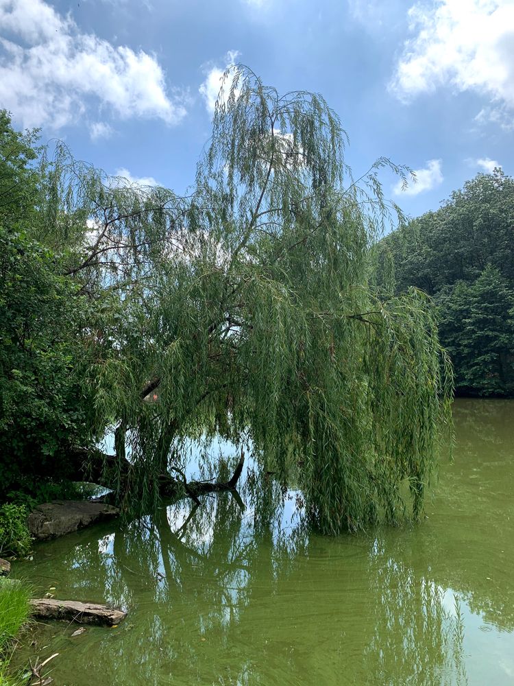 The waters of Clove Lakes Park