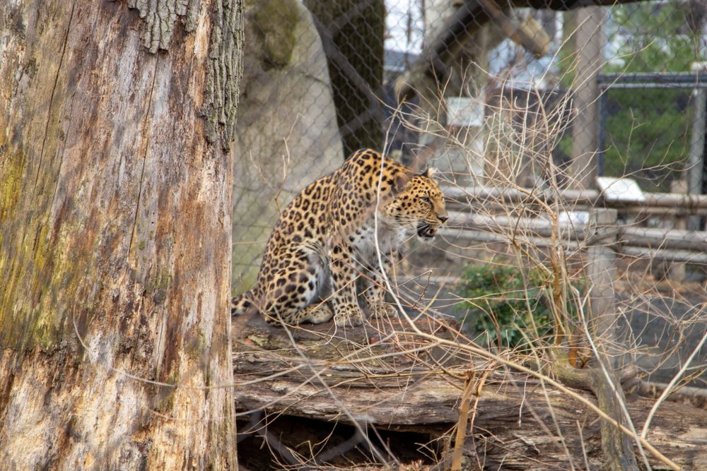 A cheetah at Staten Island Zoo