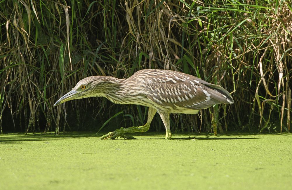A bird at Skokie Lagoons