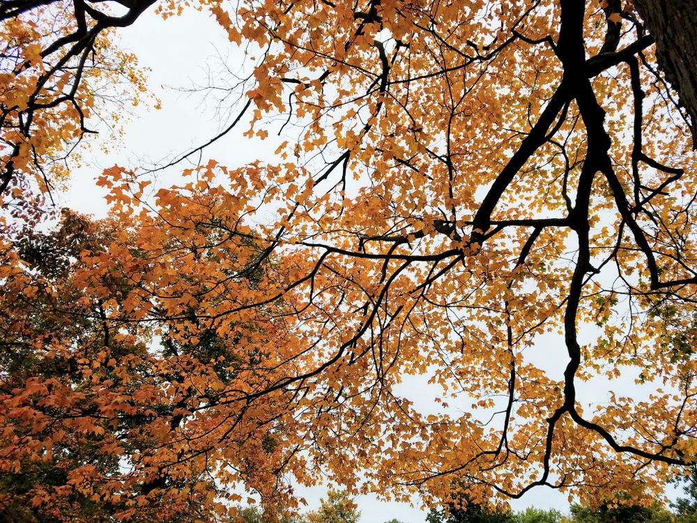 Fall trees at Washington Park