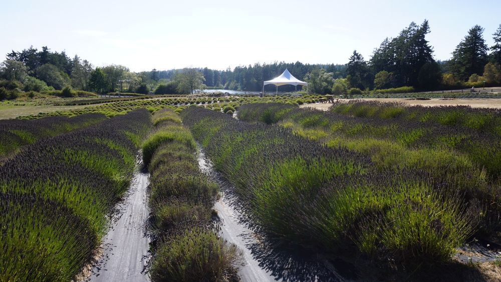Lavender rows at Pelindaba Lavender Farm