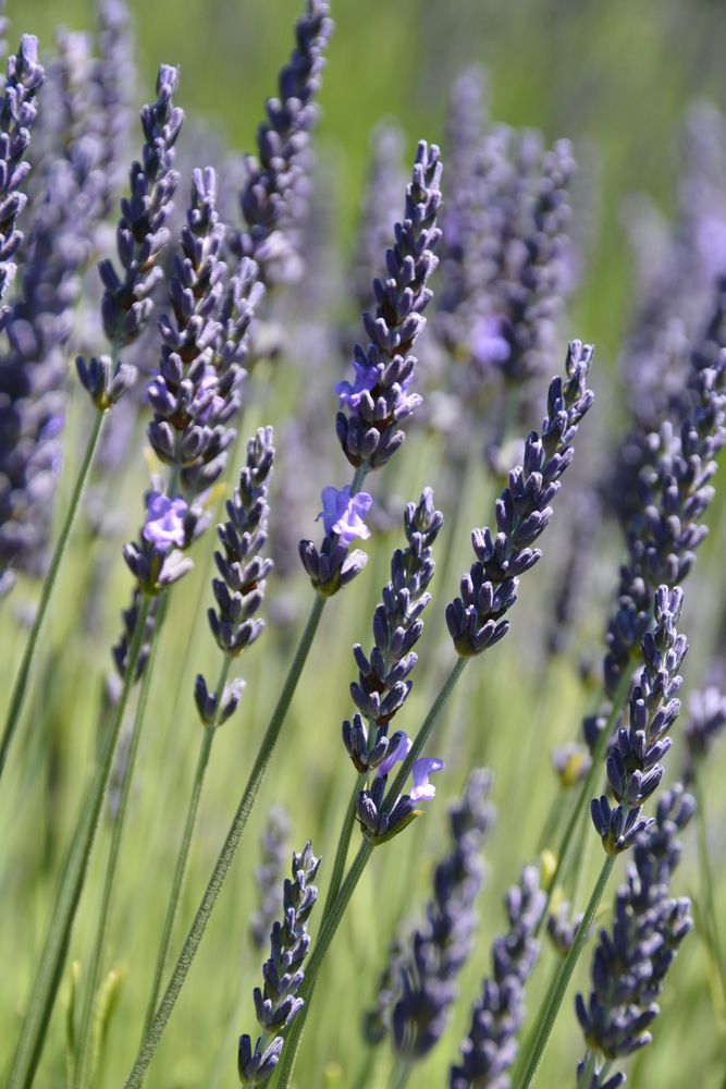 Closeup of lavenders at Pelindaba Lavender Farm