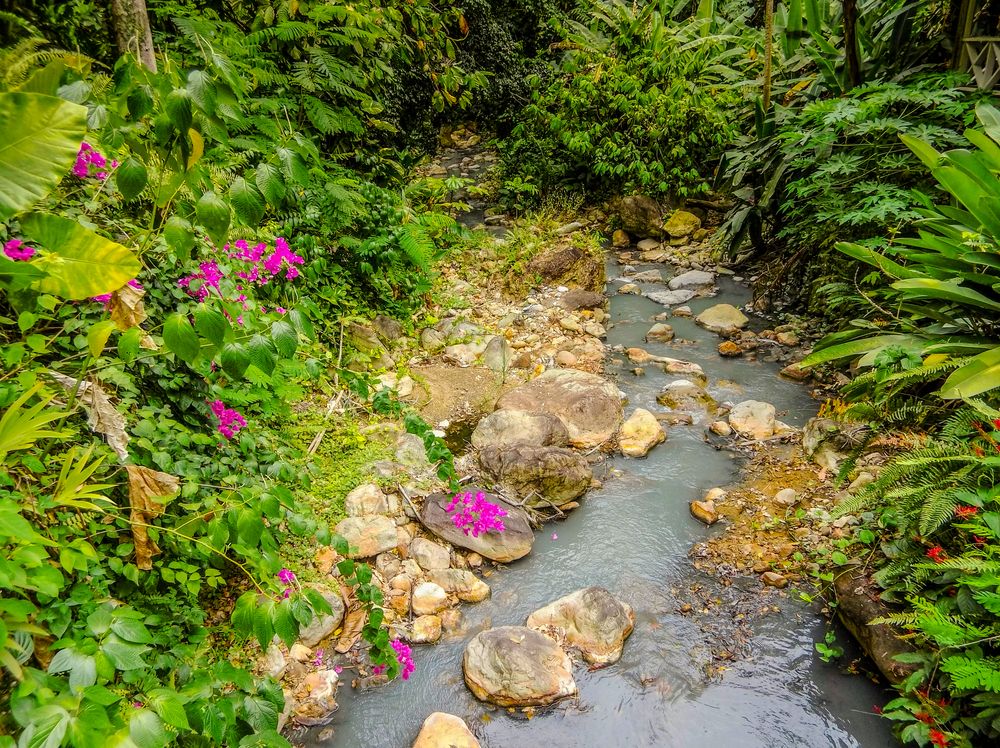Flowers and plants at Diamond Waterfall botanical gardens