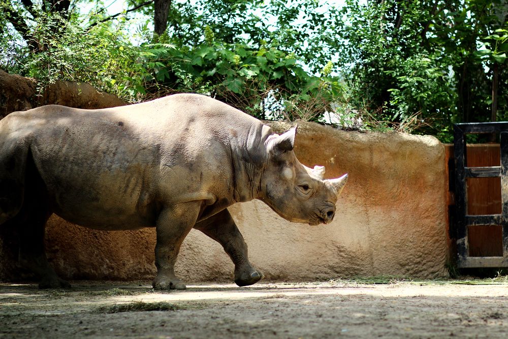 A rhinoceros at St. Louis Zoo