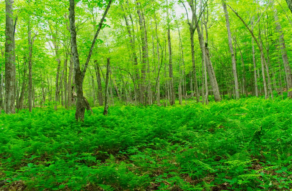 Tall trees along Stone Valley Trail