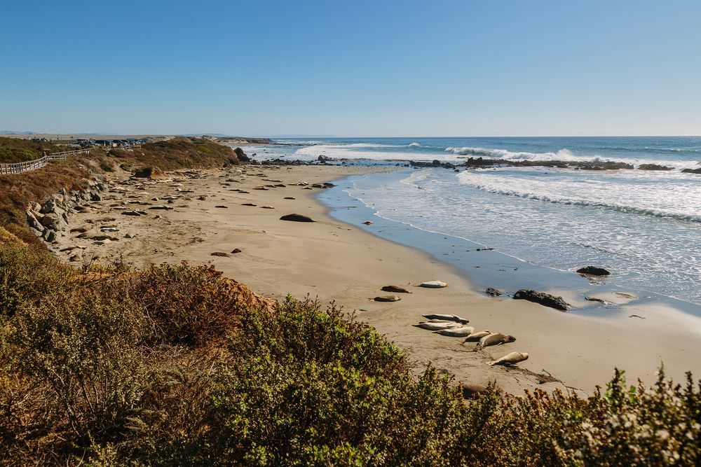 Daytime view of Elephant Seal Vista Point