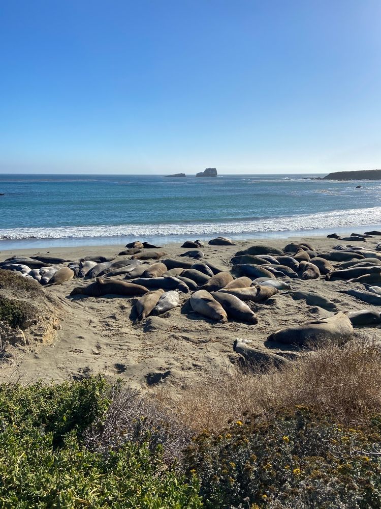 Seals at Elephant Seal Vista Point